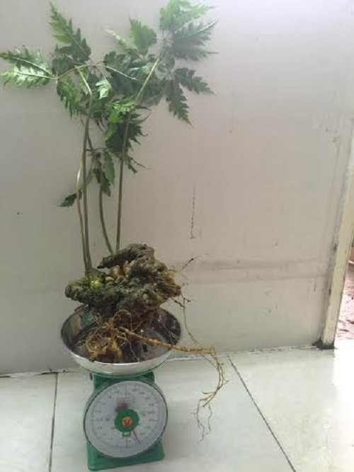 Đặc biệt củ tam thất còn nguyên lá, cành, hoa như thế này vô cùng quý hiếm. Ảnh: Vietnamnet.