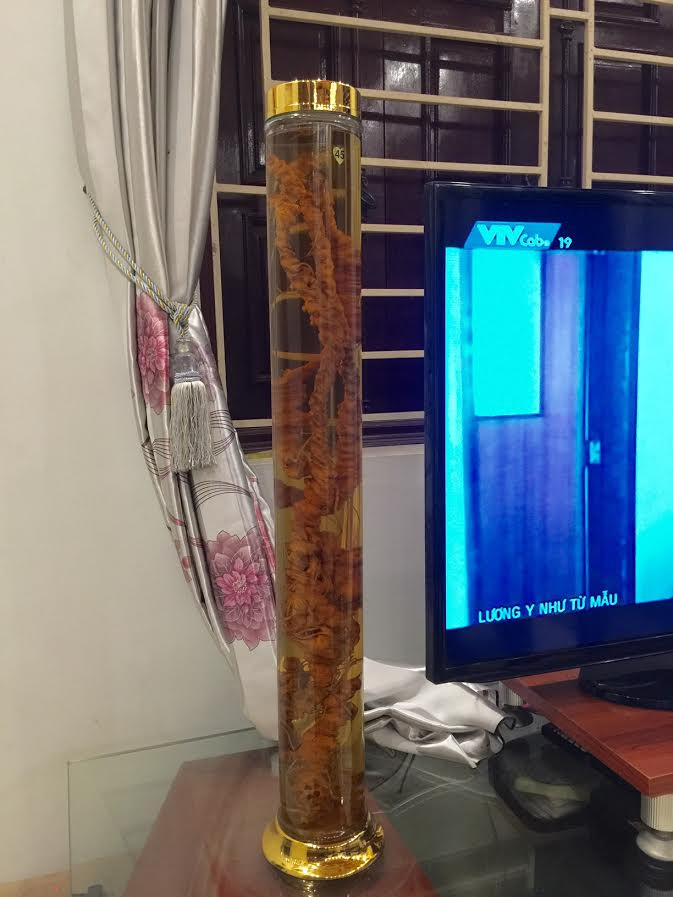 Củ tam thất nặng chưa đến 1kg nhưng dài 96 cm thuộc sở hữu của anh Cường ở Thanh Trì (Hà Nội). Ảnh: Vietq.