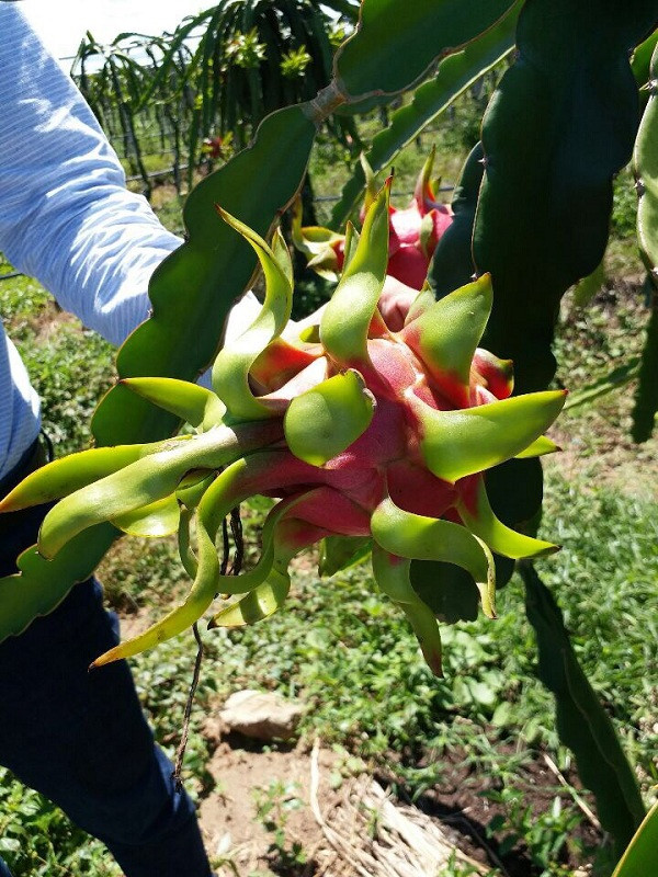 Với diện tích xấp xỉ 3.000 ha gồm thanh long ruột đỏ (nguồn giống Tiền Giang) và thanh long ruột tím (nguồn giống Vĩnh Long), trái cây này được kỳ vọng sẽ mang lại doanh thu và lợi nhuận lớn cho tập đoàn của bầu Đức.