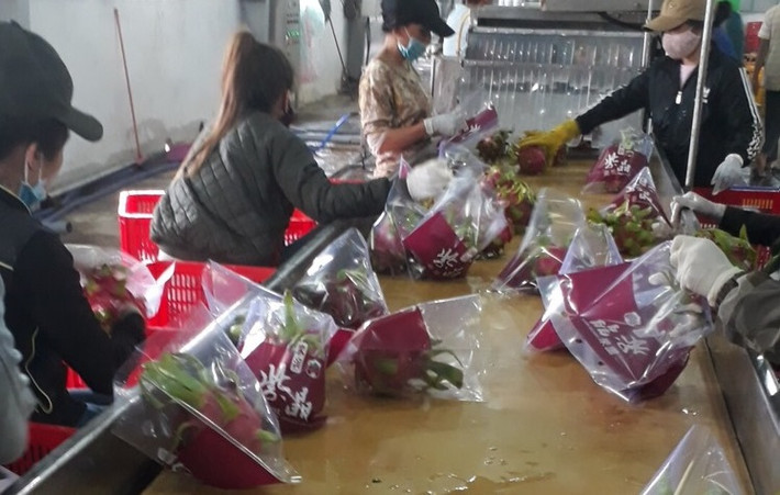 Cụ thể việc sử dụng một số loại thuốc bảo vệ thực vật cũng như quy trình phun thuốc theo tập quán trồng thanh long từ trước tới nay là không được phép.