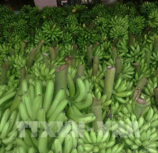 Một thời gian dài, cây chuối được ví như cây bạc, cây vàng, giúp người dân làm giàu, đổi thay cả một vùng biên giới (Ảnh: TTXVN)