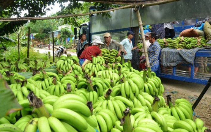 Đánh giá chung thì chuối năm nay được mùa, quả to đẹp, nếu tính bình quân sản lượng khoảng 25 tấn/ha thì toàn xã cũng có 15 nghìn tấn chuối (Ảnh: Báo Lào Cai)