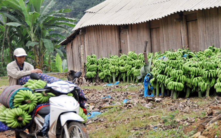 Với giá mua chuối của thương lái Trung Quốc dao động khoảng hơn 1 nghìn đồng/kg thì dù có thu hoạch về bán cũng chẳng đủ tiền trả thuê nhân công chứ chưa nói đến hoàn trả tiền phân bón và cây giống (Ảnh: Báo Lào Cai)
