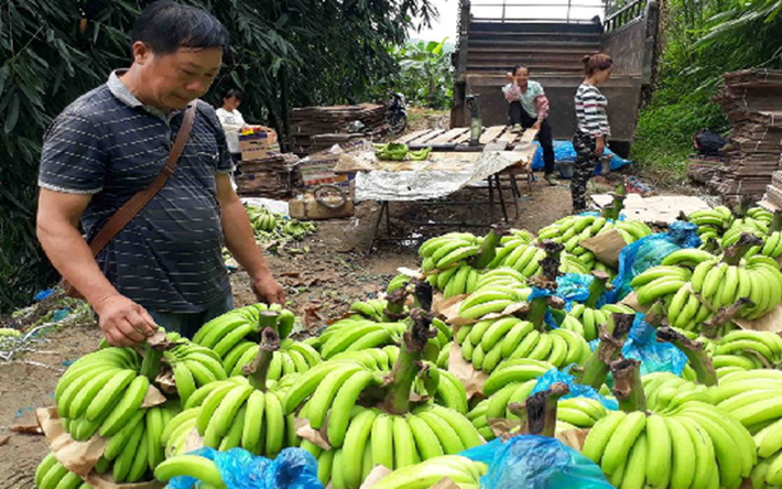 Giá chuối năm nay được thương lái Trung Quốc thu mua thấp hơn so với mọi năm, thời điểm cao nhất giá chuối đạt 5 nghìn đồng/kg (Ảnh: Báo Công thương)