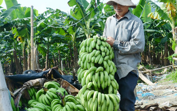Hàng trăm tấn chuối chín vàng nhưng người dân không buồn thu hoạch vì giá rẻ như bèo, chỉ còn hơn 1 nghìn đồng mỗi kg (Ảnh: Báo Lào Cai)