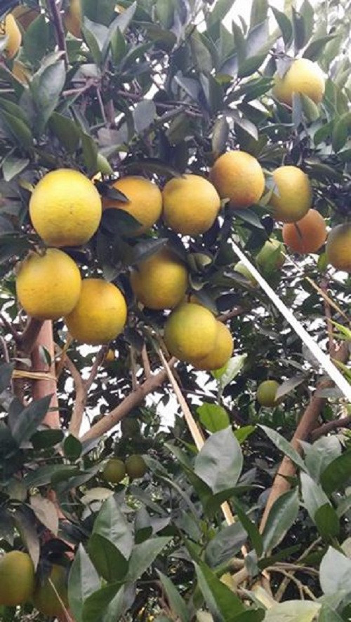 Chục năm nay, cam Cao Phong (Hòa Bình) nức tiếng cả nước bởi độ ngon, mọng nước, vị ngọt thanh, mùi thơm đặc trưng. Nhờ đó, hàng trăm nông dân nơi đây kiếm tiền tỷ mỗi năm. Ảnh: Facebook.
