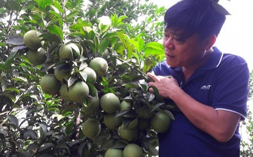 Với giá tại vườn từ 30.000 – 50.000 đồng/kg, những gốc cam trĩu quả hứa hẹn sẽ mang lại nguồn thu nhập lớn. Ảnh: VOV.