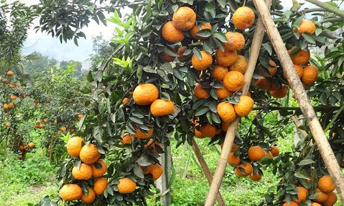 Vườn cam sành tại xã Vĩnh Hảo, Bắc Quang, Hà Giang khiến không ít người phải mê mẩn. Ảnh: Dân Việt.