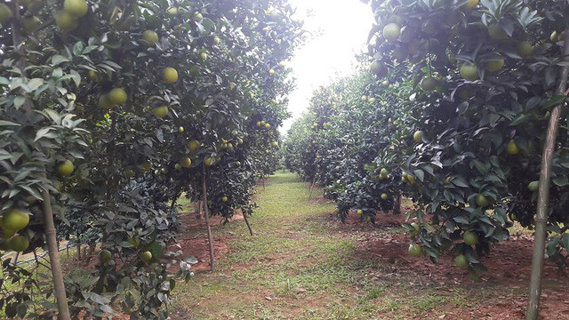 Cây nào cũng sai trĩu quả trông thích mắt. Dự kiến, cả vườn gia đình bà Na thu được hơn 60 tấn cam. Ảnh: Dân Việt.