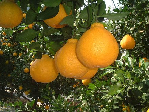 Sau khi thu hoạch, cam lai quýt Dekopon được để khoảng 20-40 ngày cho lượng axit citric trong trái cây thấp hơn, đồng thời lượng đường tăng lên, tạo ra hương vị hấp dẫn. Ảnh: Pinterest.