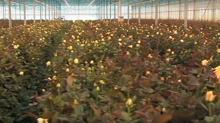 Trước khi chuyển đến tay người mua, hoa được trồng trong nhà kính suốt 11 tháng với nhiều giai đoạn phát triển.
