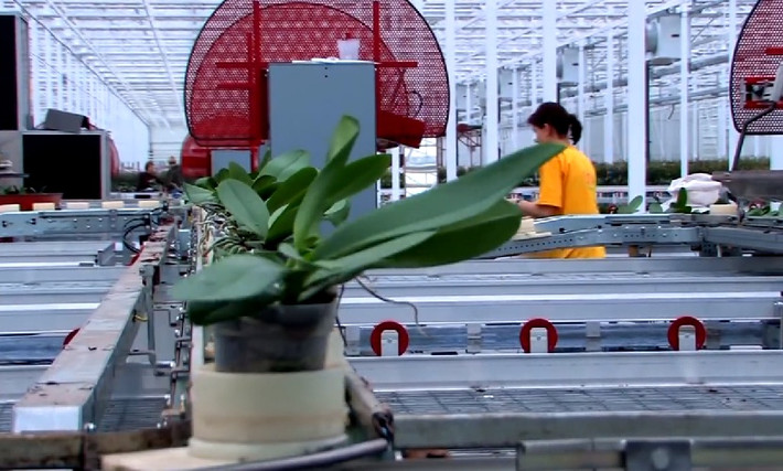 Trang trại còn có máy chuyên dụng giúp thực hiện nhiều khâu, trong đó có nhiệm vụ phân loại chậu lan.