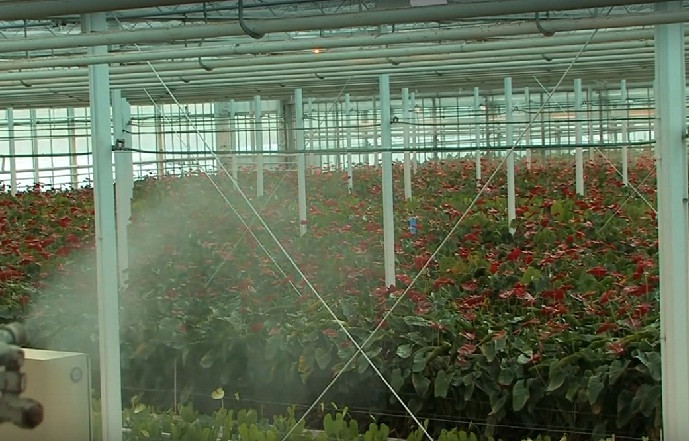 Để sản xuất trên quy mô lớn, nhà kính được trang bị hệ thống ánh sáng và phun sương tạo ẩm với cường độ ổn định.