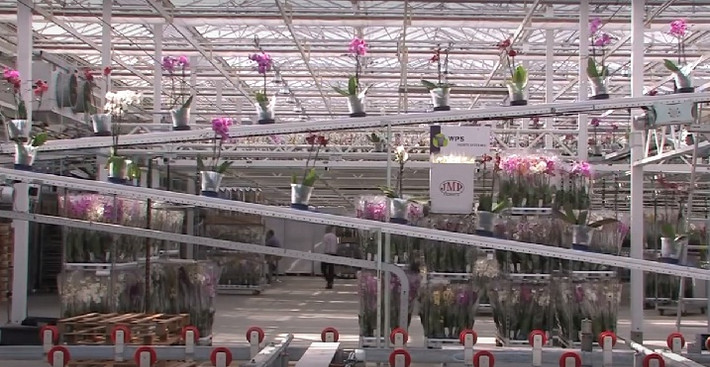 Trang trại có khoảng 60 loài hoa hồng khác nhau trên diện tích 5,7ha.