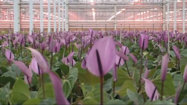 Nhà kính rộng 15ha là vườn hoa khổng lồ của gia đình Ptaszek (Ba Lan) với hàng trăm loài hoa khác nhau.