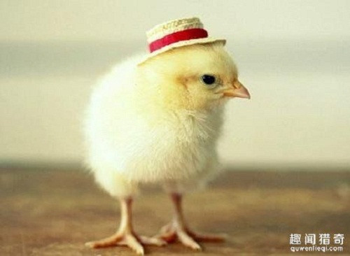 Các chuyên gia giám định ở Anh sẽ… nhìn mông gà con để giám định giới tính cho chúng. Trung bình mỗi ngày, họ phải giám định từ 800 đến 1.200 con gà. Thu nhập đến từ công việc này là 40.000 bảng Anh/năm (~1,2 tỷ đồng).