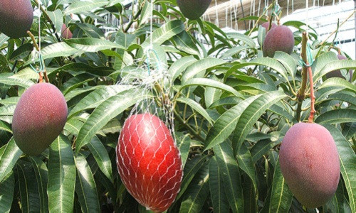 Xoài đỏ Miyazaki Nhật Bản có kích thước khá lớn, từ 350 - 400g/trái.