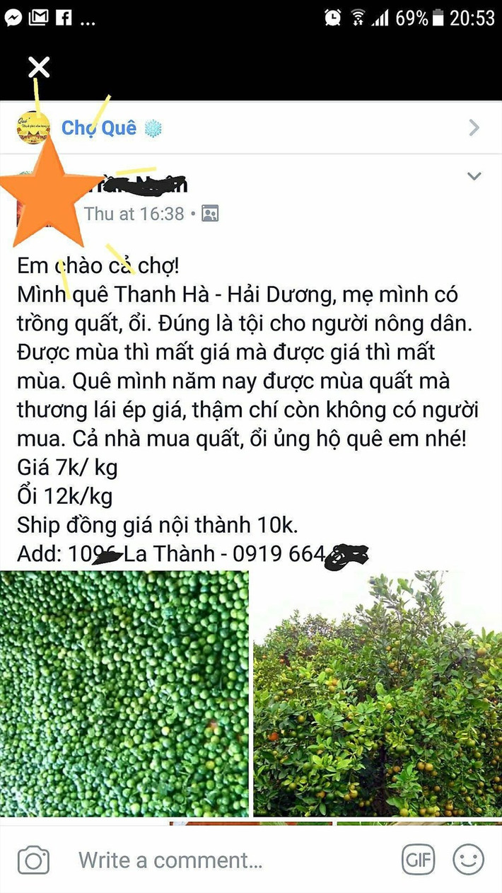 Giá quất quá rẻ, nhiều gia đình không muốn thu hoạch, để thương lái tự vào vườn xử lý. Có những chủ vườn, nhờ con cái thuê xe chở về Hà Nội bán online với giá chỉ 6.000 - 70.000 nghìn đồng/kg. Ảnh: Lao động.