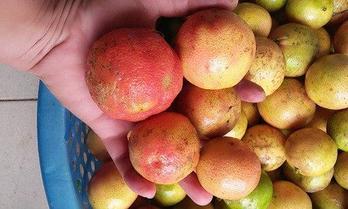 Đầu mùa (khoảng tháng 7/2017), chanh đào đổ về các chợ nhiều với giá khá rẻ (30.000 - 40.000 đồng/kg). Ảnh: Facebook.