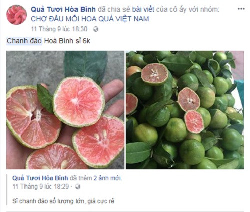 Mấy ngày gần đây, chanh đào bán tại các chợ đầu mối giảm thê thảm, chỉ khoảng 3.000 - 6.000 đồng/kg. Tại các chợ dân sinh, giá chanh đào giảm chỉ còn từ 10.000 - 15.000 đồng/kg. Ảnh: Facebook.