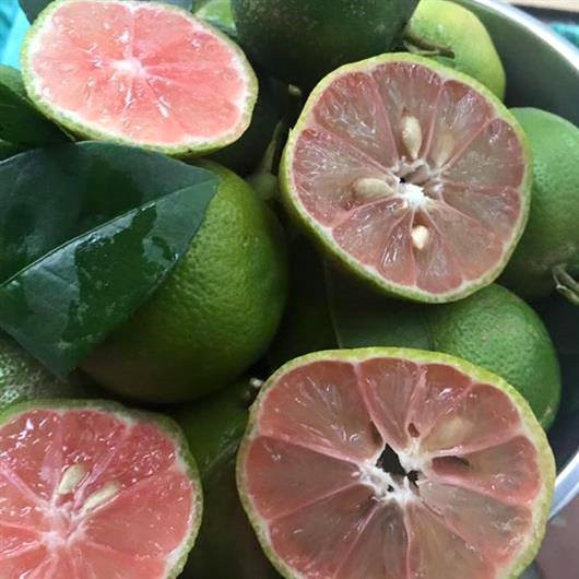 Trong khi đó, các năm trước, đầu mùa chanh đào phải lên tới 60.000 đồng/kg, đến giữa mùa, giá giảm xuống trung bình 40.000 - 50.000 đồng/kg. Ảnh: Facebook.