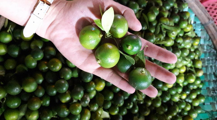Tương tự, quất xanh chất đống đang được bán với giá 5.000 - 6.000 đồng/kg. Ảnh: Facebook.