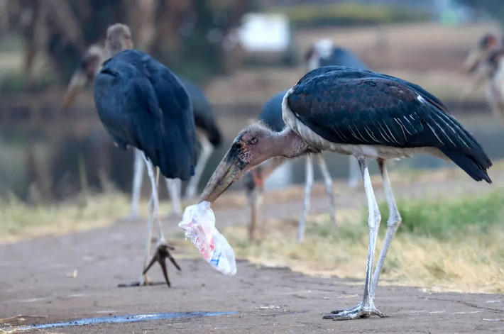 Cò già tìm kiếm cá trong túi ni lông trong công viên Uhuru ở thành phố Nairobi, Kenya. (Nguồn Guardian)