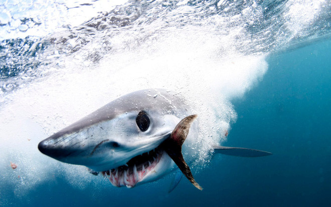 Cảnh tượng cá mập săn mồi ở ngoài khơi Cabo San Lucas, Mexico. (Nguồn Guardian)