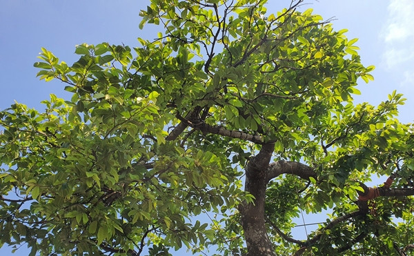 Cây cao khoảng 2,6m, tán rộng 4m. Lá cây đan xen vào nhau dày đặc, xanh mướt. Ảnh: Người đưa tin