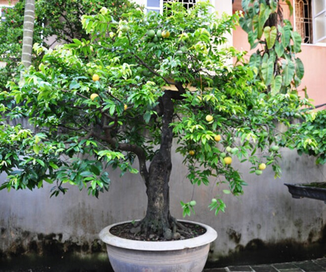 Ngày nay, cây thị được đưa lên chậu thành bonsai với nhiều dáng thế độc lạ vừa cho quả đẹp, vừa thơm ngát. Ảnh: Internet