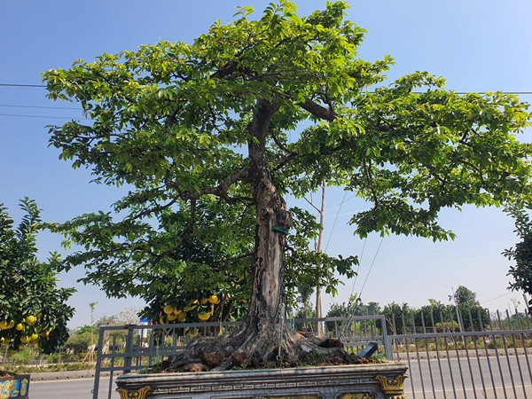 Anh Nguyễn Thế Tùng (SN 1977, trú tại Hưng Yên) sở hữu cây thị bonsai có gốc cổ thụ với tán lá xanh mướt khiến nhiều người trầm trồ. Ảnh: Người đua tin