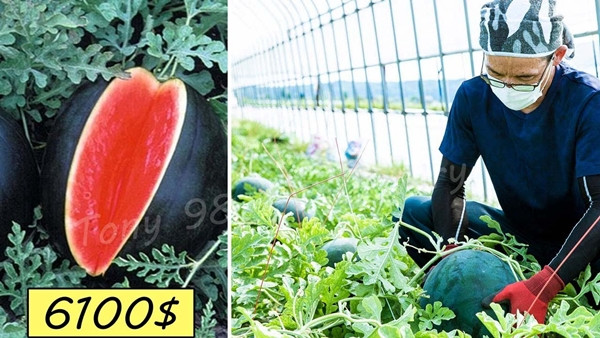 Quả dưa hấu Densuke đắt nhất trong lịch sử đã được đấu giá vào năm 2019, với mức giá khổng lồ là 750.000 yên Nhật (6.000 USD hay khoảng 137,5 triệu đồng). Ảnh: YouTube