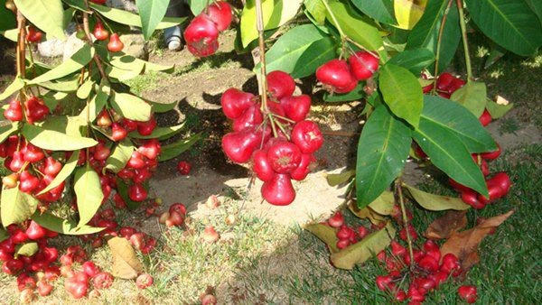 Roi chín đỏ rụng đầy gốc. Ảnh: FBNV