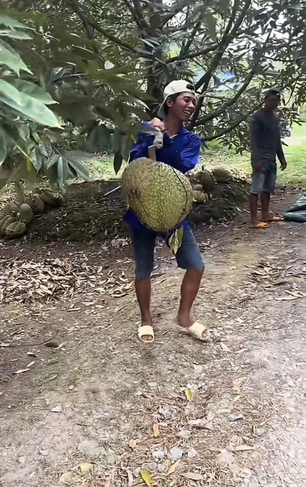 Sầu riêng là trái cây phổ biến, có nhiều gai nhọn, nặng khoảng 1 - 3 kg. Nhưng mới đây, mạng xã hội xuất hiện trái sầu riêng khổng lồ khiến dân tình kinh ngạc. Ảnh: @huynhthikimthoa0000