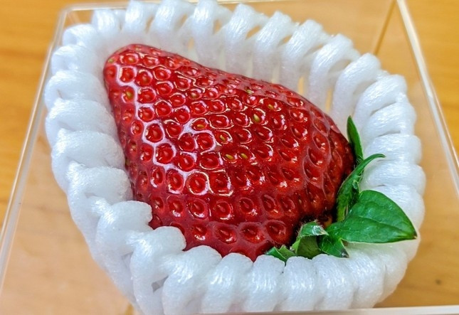 Về mặt lý thuyết, dâu tây càng to thì hương vị càng kém đậm đà và độ ngọt giảm đi, nhưng điều đó không đúng với dâu tây Bijin-Hime. Ảnh: Bol