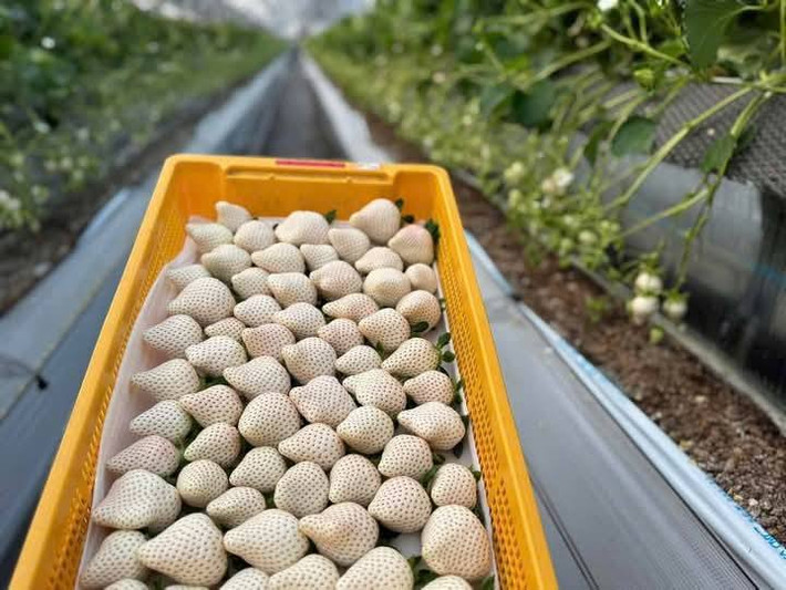 Dù rẻ nhưng các tiểu thương khẳng định, dâu tây Bạch Tuyết Đà Lạt không có giá vài chục nghìn/kg. Ảnh: Facebook