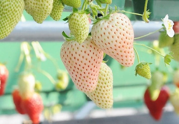 Dâu tây Bạch Tuyết trồng tại Nhật Bản được kiểm soát chặt chẽ nhiệt độ, ánh sáng, nước, giá lên tới vài triệu đồng/kg. Ảnh: Vườn Sài Gòn