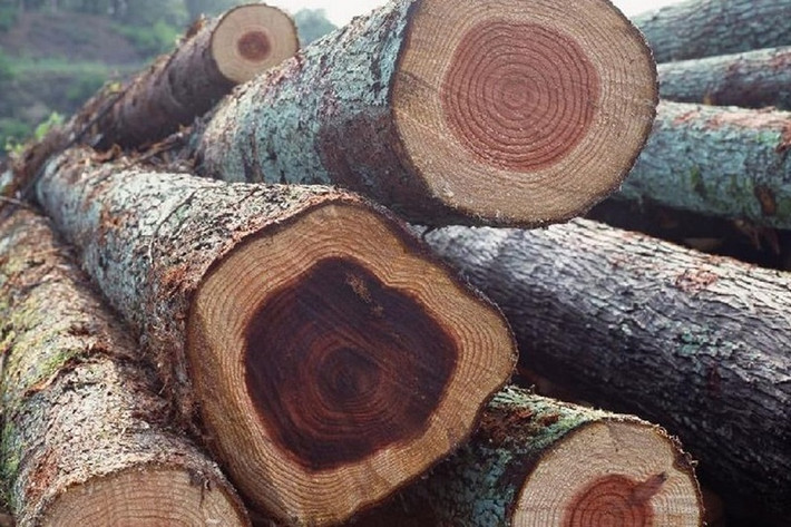 Bên cạnh đó, tinh dầu gù hương còn được sử dụng rộng rãi trong y học cổ truyền để chữa trị các bệnh về xương khớp. Ảnh: Internet