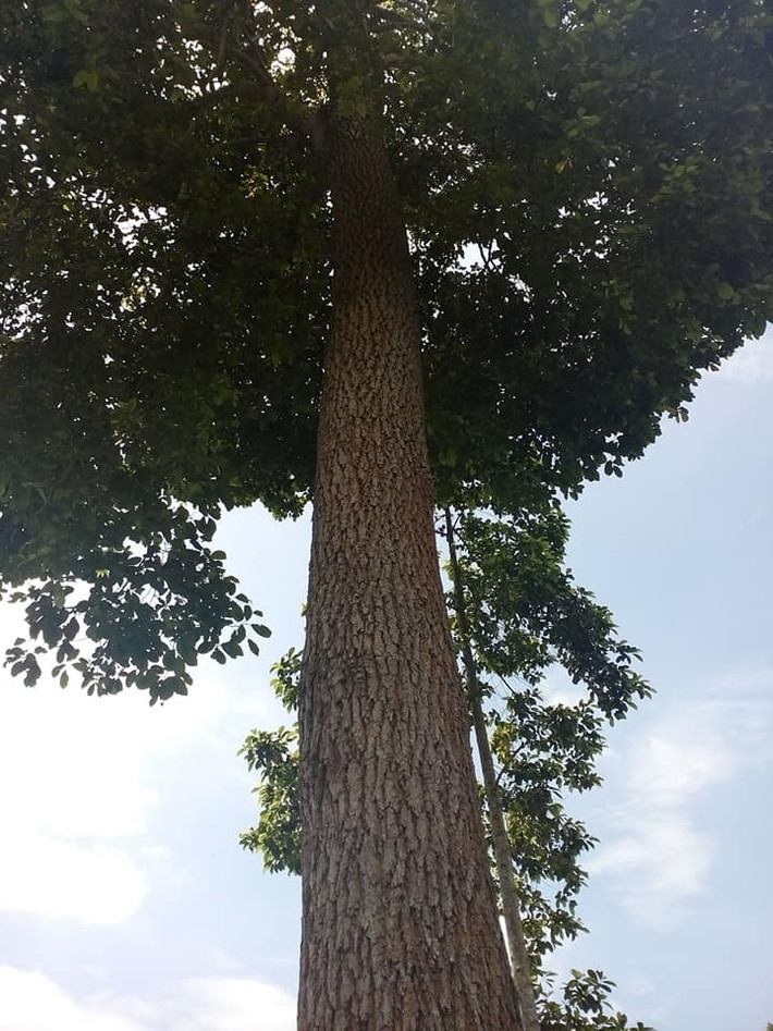 Gù hương là một trong những loại gỗ quý tại Việt Nam. Tro đó, gỗ hương xù là cách gọi ở miền Bắc, còn miền Nam gọi là cây xá xị. Ảnh: Internet