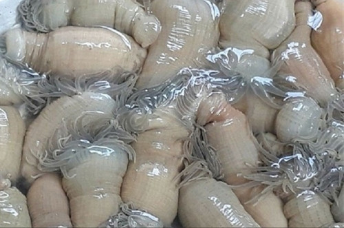 Trước đây, giá rum biển rất rẻ, song vài năm qua, thứ đặc sản này có giá lên tới 200.000 - 700.000 đồng/kg. Đáng chú ý, rum vú trắng lên tới 3 triệu đồng/kg. Ảnh: Internet