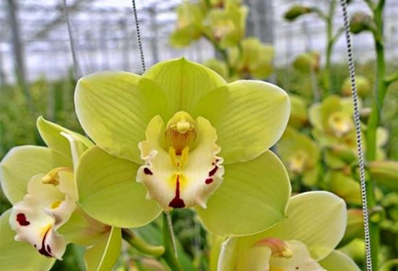 Chỉ những cây phong lan Nongke đẹp nhất mới được đưa ra thị trường với giá lên tới 200.000 USD/cây. Ảnh: Internet
