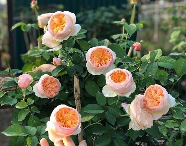 Để sở hữu một bó hoa hồng Juliet, khách hàng phải chi tới 15 triệu đô la Mỹ. Ảnh: KiViBaRa