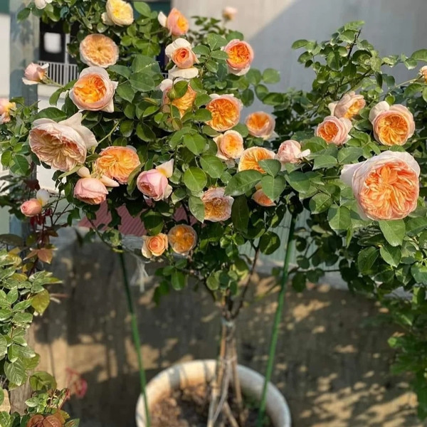 Nhà tạo giống David Austin phải mất 15 năm nghiên cứu và đầu tư tới 3 triệu bảng Anh để phát triển giống hoa hồng Juliet. Do vậy, hoa hồng Juliet còn được biết đến với tên gọi "Hoa hồng 3 triệu bảng" hay "hoa hồng triệu đô". Ảnh: Juliet