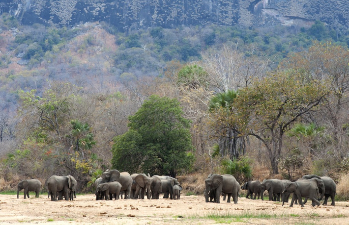 Đàn voi uống nước từ hố gần ngôi làng Mbamba trong khu bảo tồn Niassa, Mozambique. (Nguồn Guardian)