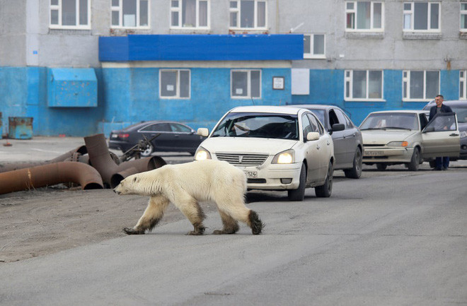 Gấu Bắc cực lạc di chuyển qua đường phố tại khu công nghiệp Siberia ở thành phố Norilsk, Nga. (Nguồn Guardian)