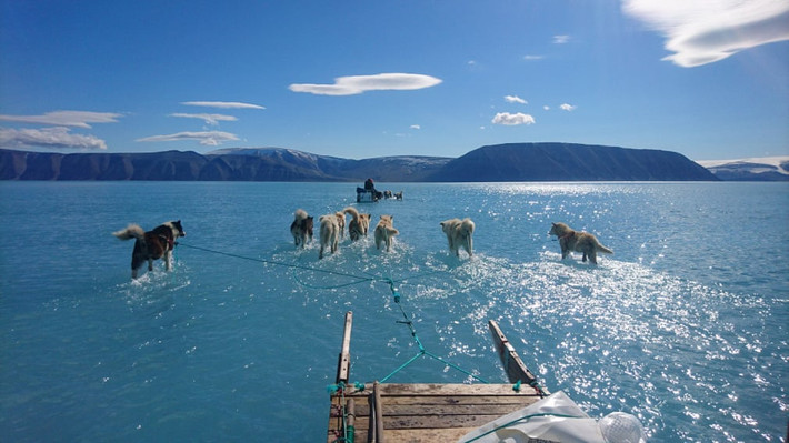 Chó kéo xe đi qua vùng nước băng tan chảy ở phía tây bắc đảo Greenland. (Nguồn Guardian)