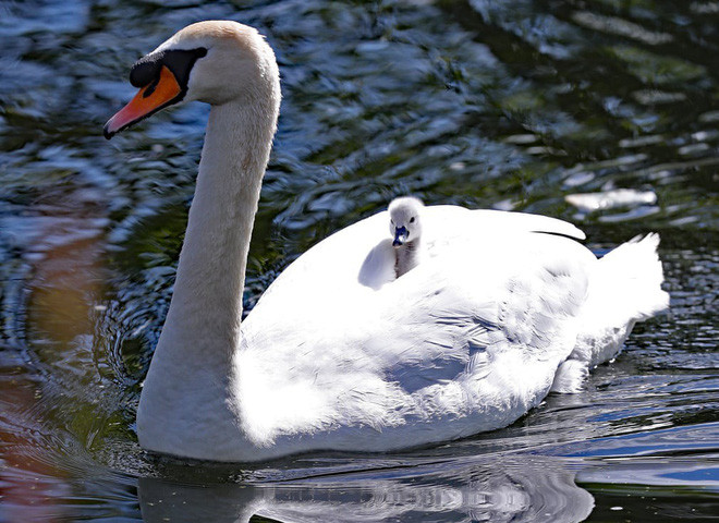 Thiên nga mẹ cõng con nhỏ trên lưng dưới một dòng kênh ở thành phố Dublin, Ireland. (Nguồn Guardian)