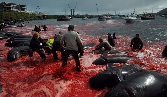 Cảnh tượng săn cá voi ở thị trấn Torshavn, quần đảo Faroe. (Nguồn Guardian)