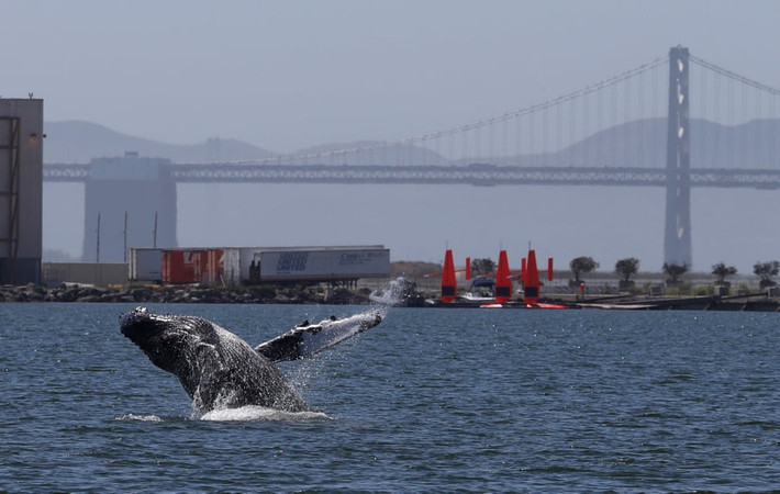 Cá voi lưng gù lao lên khỏi mặt nước ở ngoài khơi Vịnh San Francisco, Mỹ. (Nguồn Guardian)