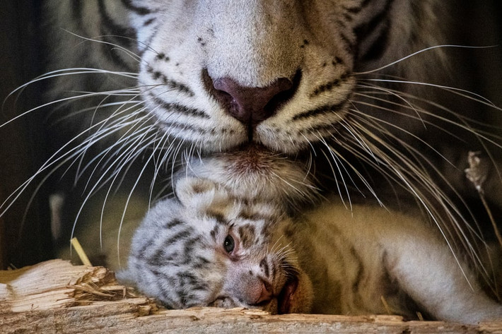 Hổ mẹ âu yếm con nhỏ trong vườn thú White ở thành phố Kernhof, Austria. (Nguồn Guardian)